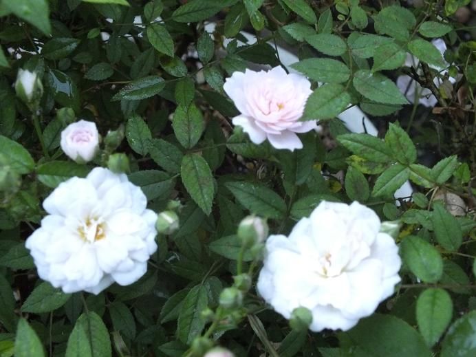  photo sweetfairy_zpsf0400a84.jpg